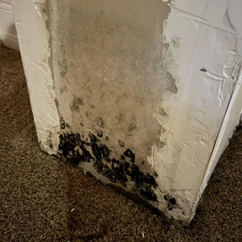 Professional Mold Removal in Winterville, NC